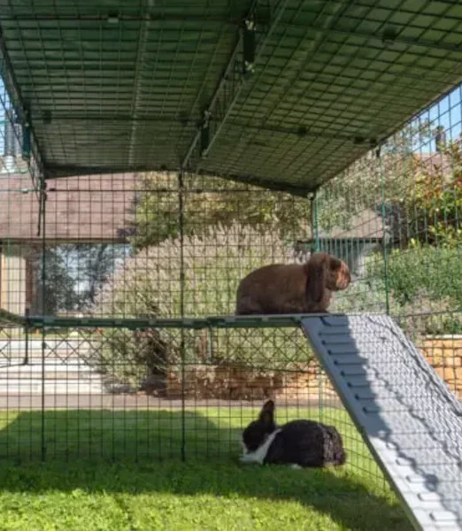 Omlet Zippi Kaninchen Plattformen