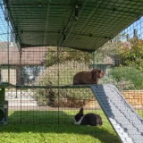 Omlet Zippi Kaninchen Plattformen